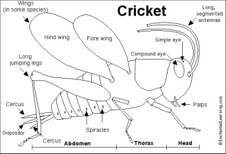 Cricket Chirps And Temperature Worksheet
